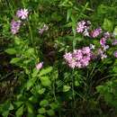 Primula cortusoides L. resmi