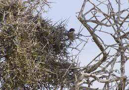 Image of Cyprus Warbler