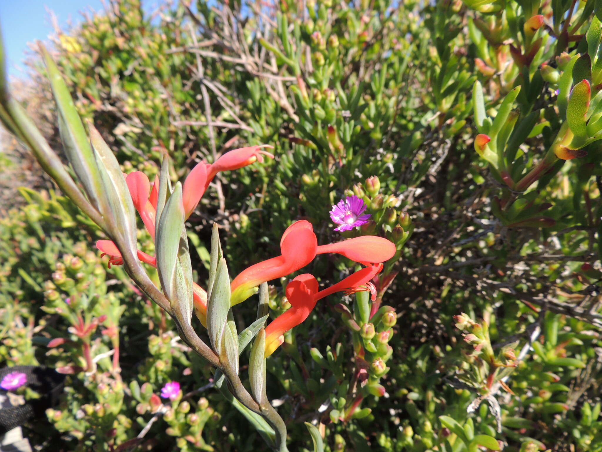 Plancia ëd Gladiolus cunonius (L.) Gaertn.