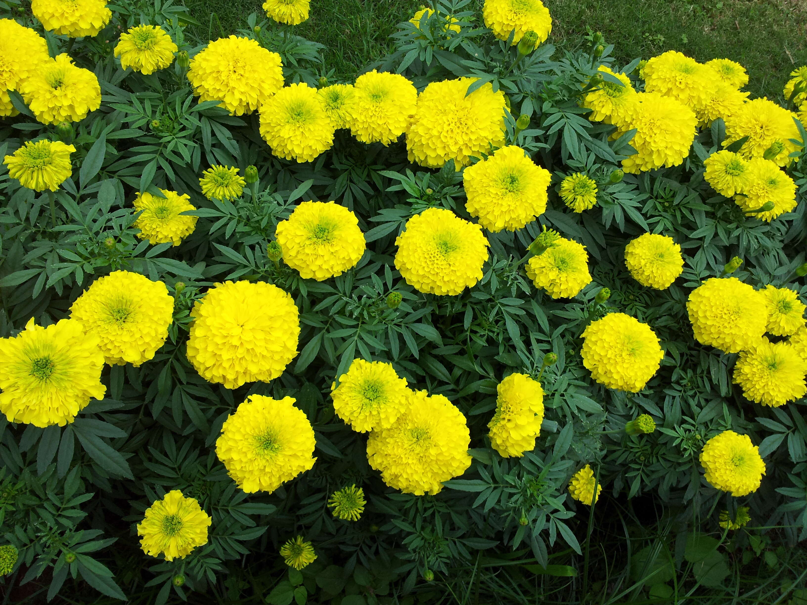 Image of French marigold