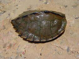 Image of Escambia Map Turtle