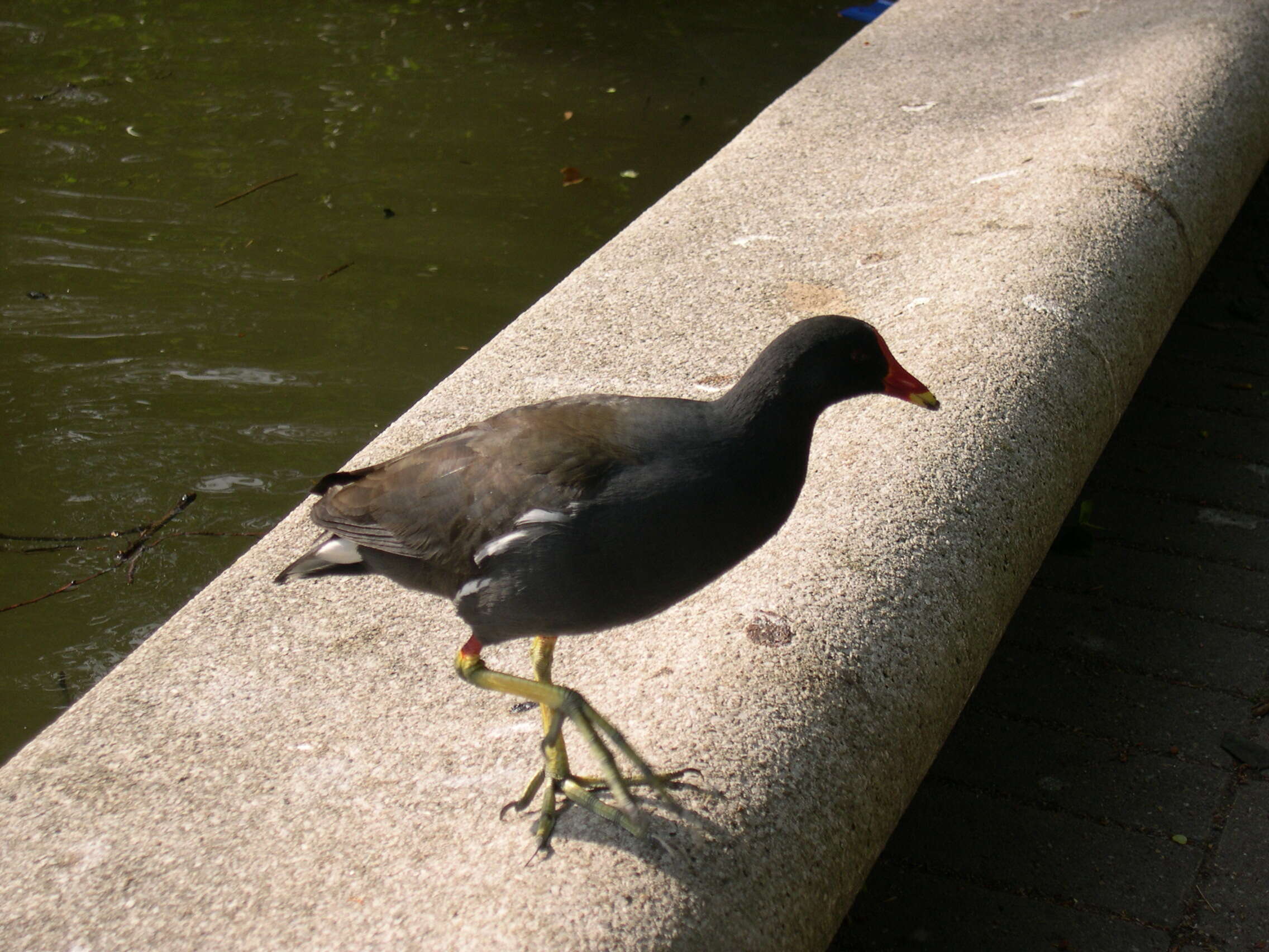 Image of Common Moorhen