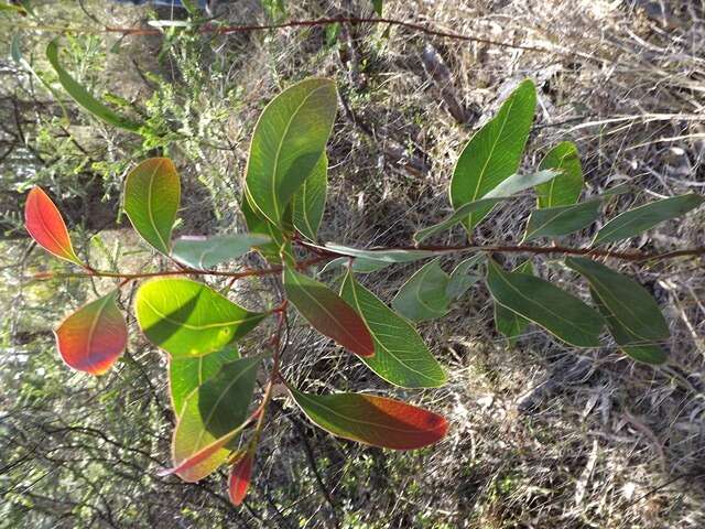 Image of Acacia bancroftiorum Maiden