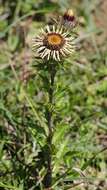 Image of carline thistle