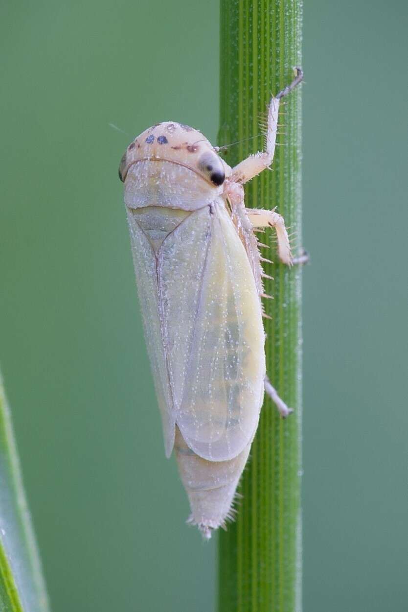 Imagem de Handianus (Pycnoides) flavovarius Herrich-Schaeffer 1835