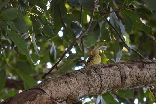 Image of Green-barred Woodpecker