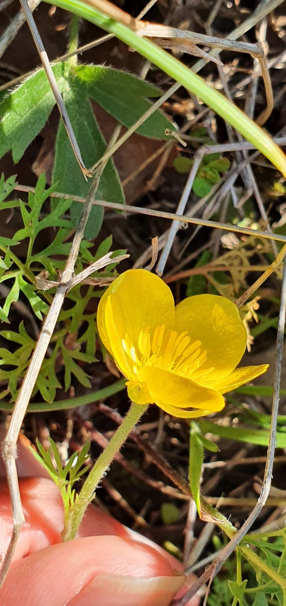 Image of Ranunculus millefoliatus Vahl