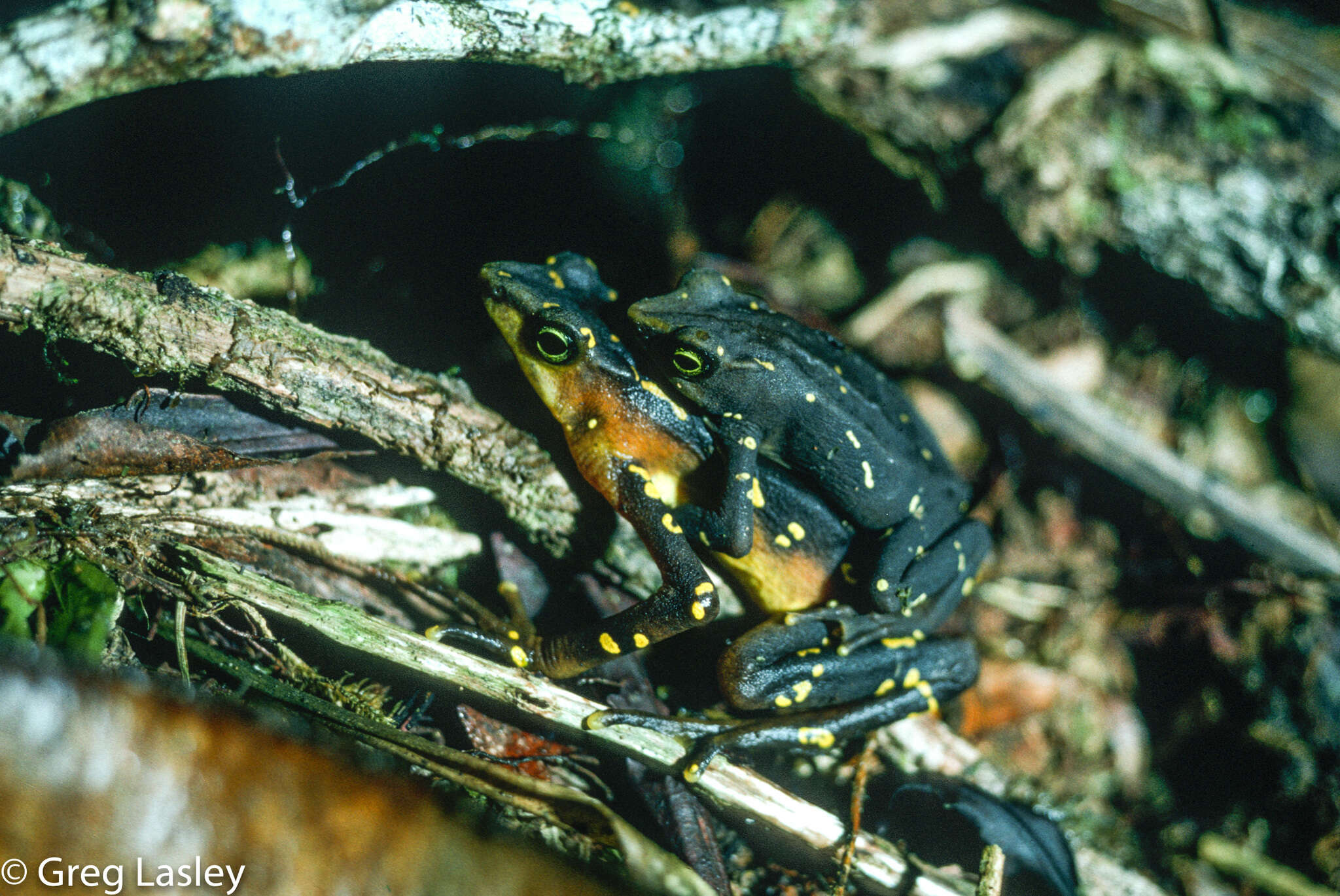 Image of Pirre Harlequin Frog