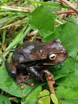 Image de Gastrotheca nicefori Gaige 1933