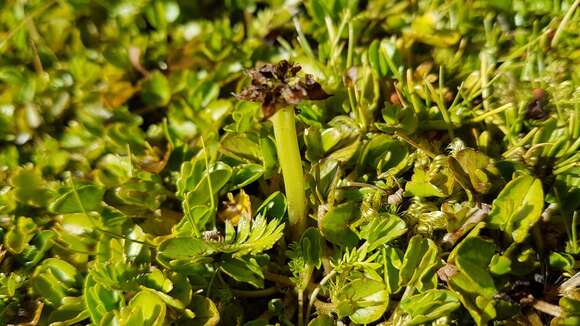 Image of Caltha novae-zelandiae Hook. fil.