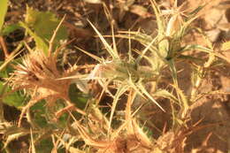 Image of Red Toothed Star-thistle