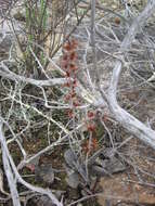 Sivun Adromischus triflorus (L. fil.) Berger kuva