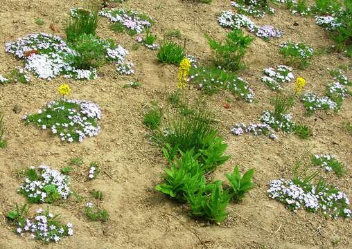 Image of Cascade wallflower