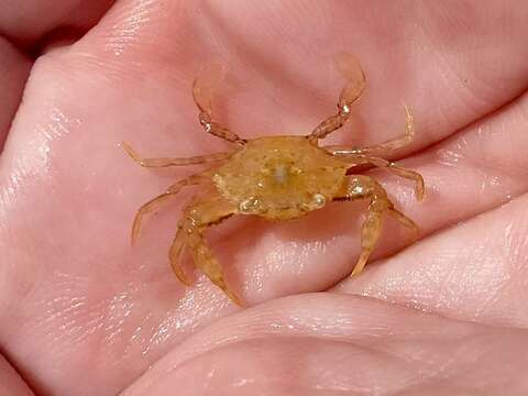 Image of sargassum crab