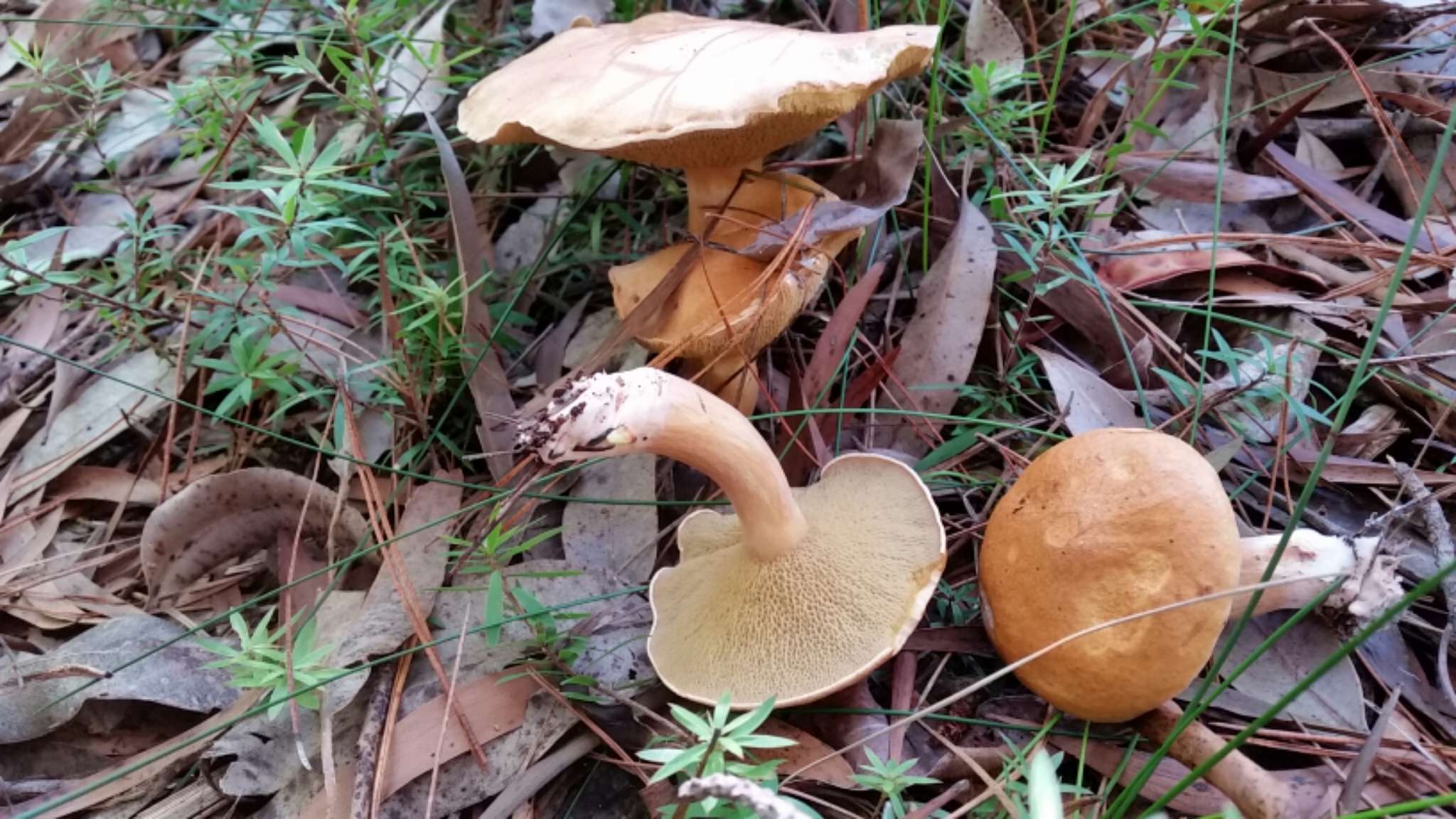 Image of Suillus bovinus (L.) Roussel 1796