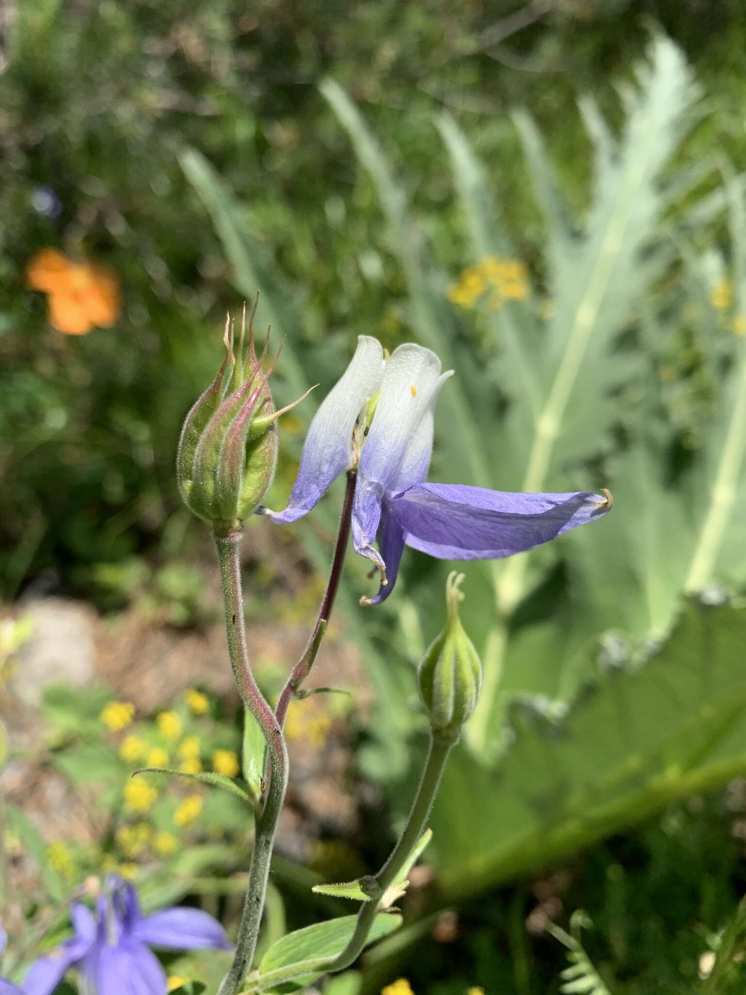 青莲耧斗菜的圖片