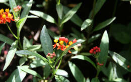 Image de Asclepias curassavica L.