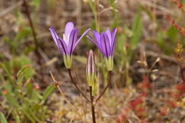 Image of Indian Valley Cluster-Lily