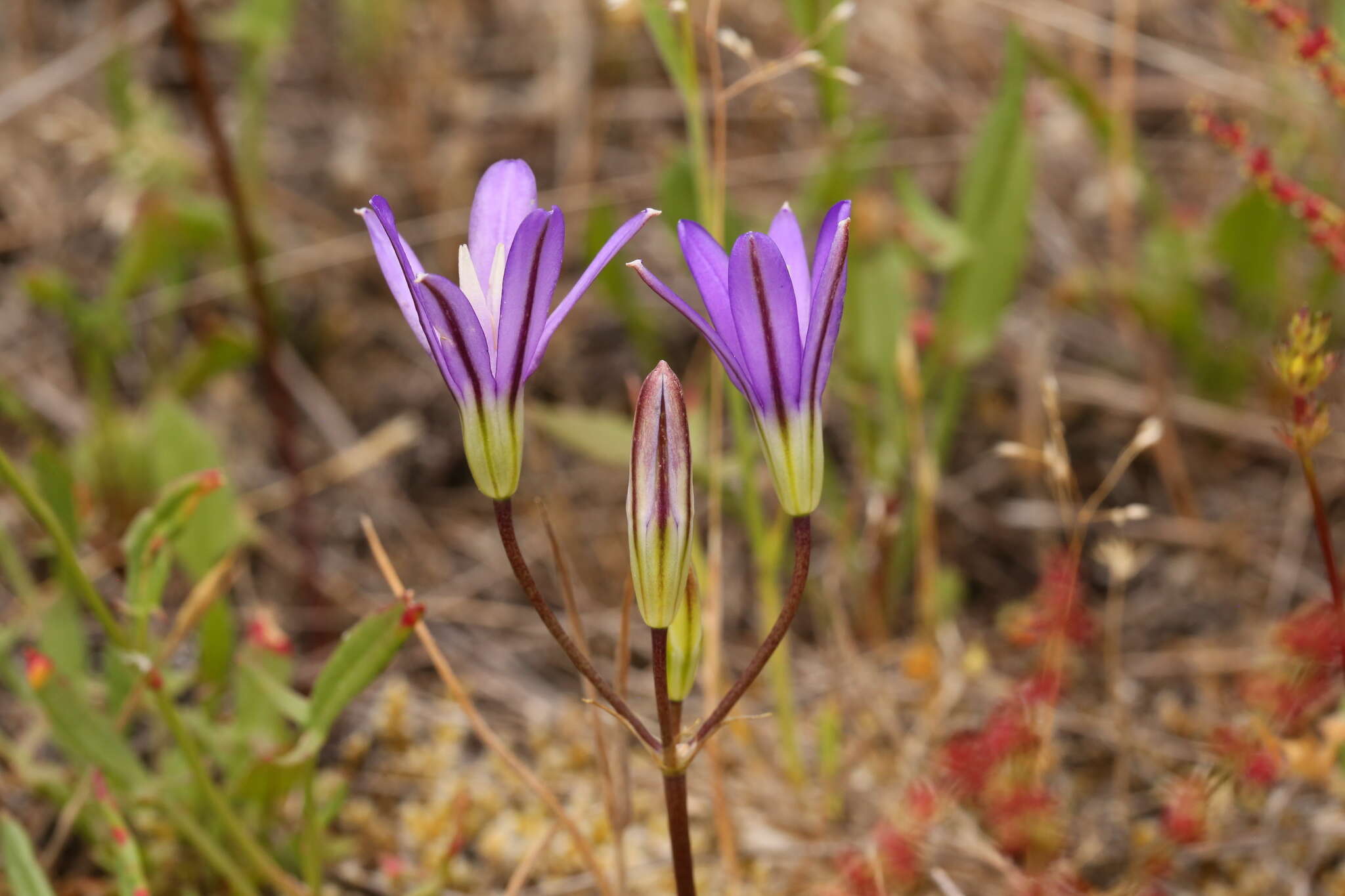 Image of Indian Valley Cluster-Lily