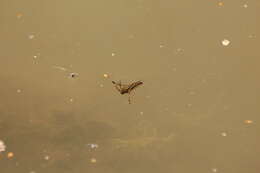 Image of Water boatman