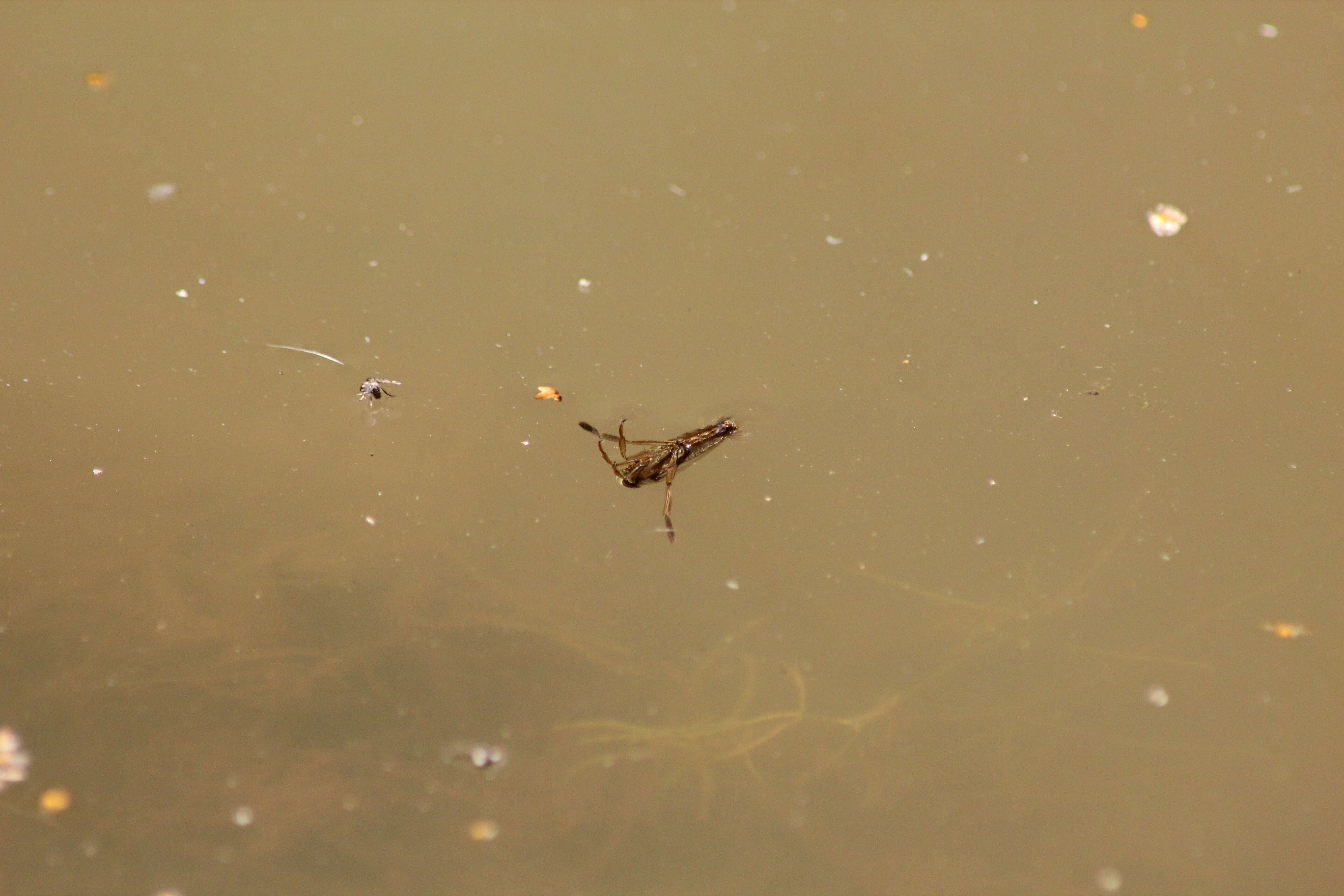 Image of Water boatman