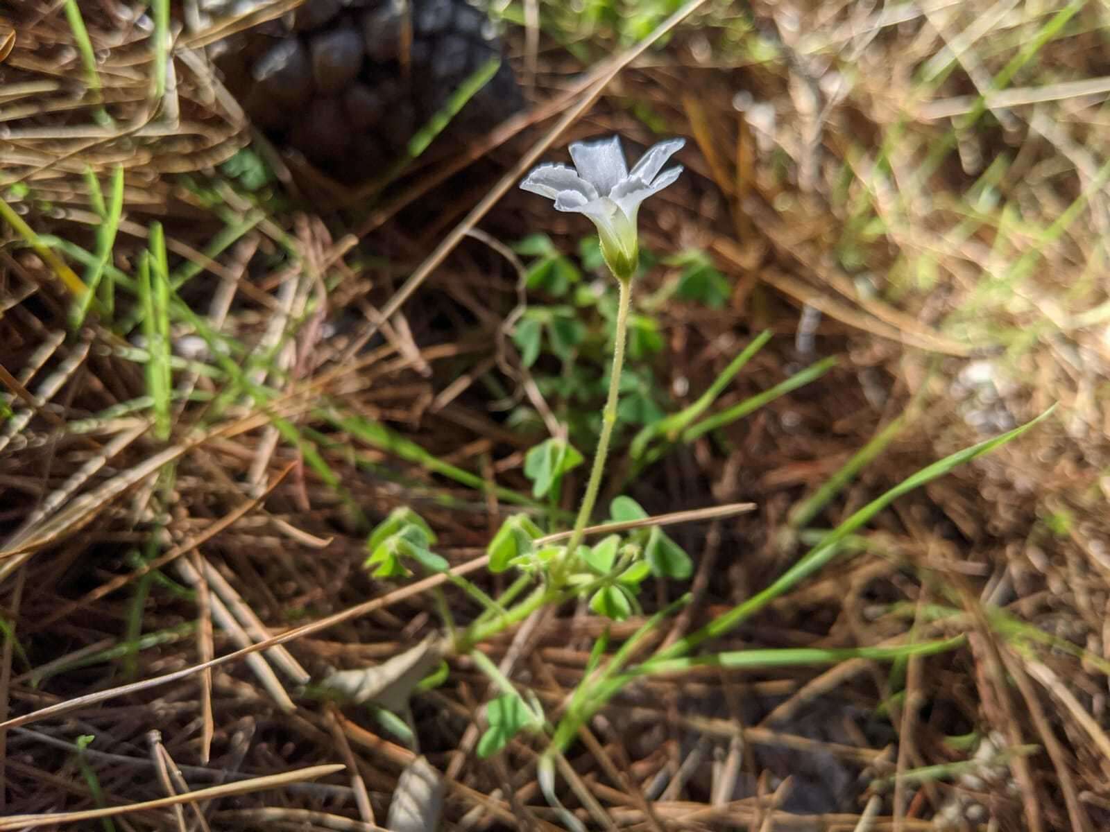 Sivun Oxalis lanata L. fil. kuva