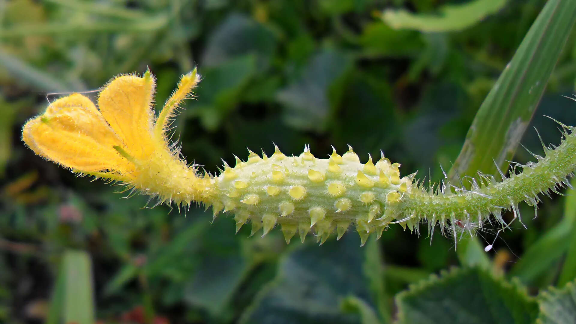 Image of African horned cucumber