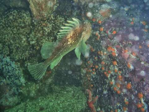 Image of Quillback rockfish