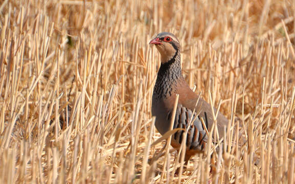 Image of Red-legged Partridge