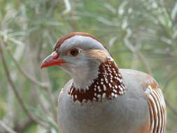 Image of Barbary Partridge