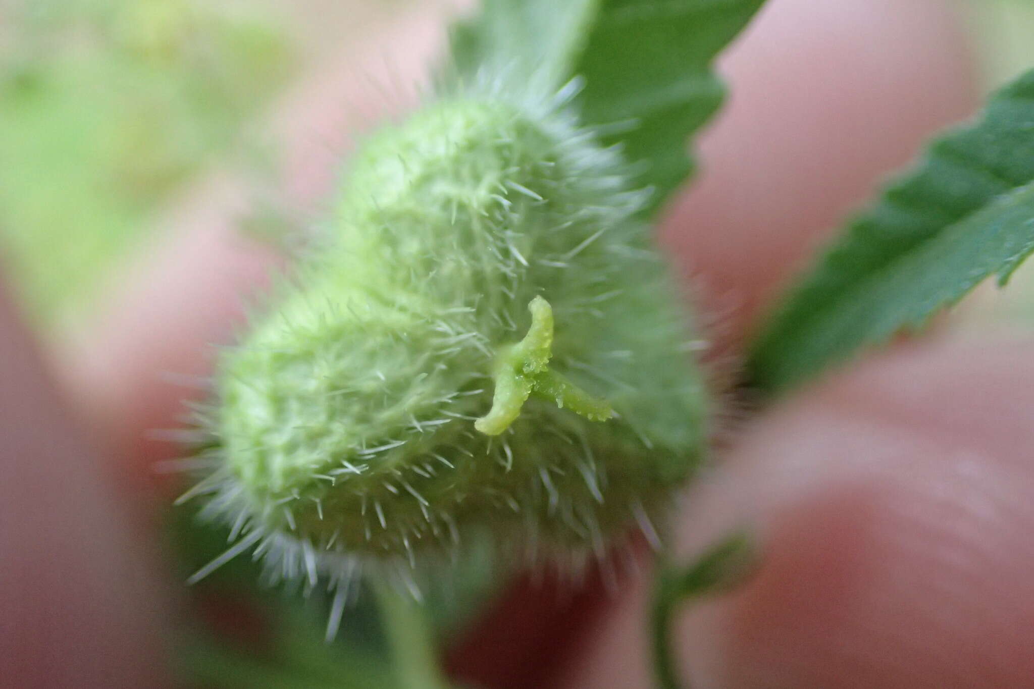 صورة Tragia urticifolia Michx.