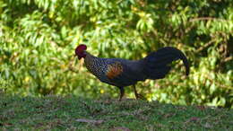 Image of Grey Junglefowl