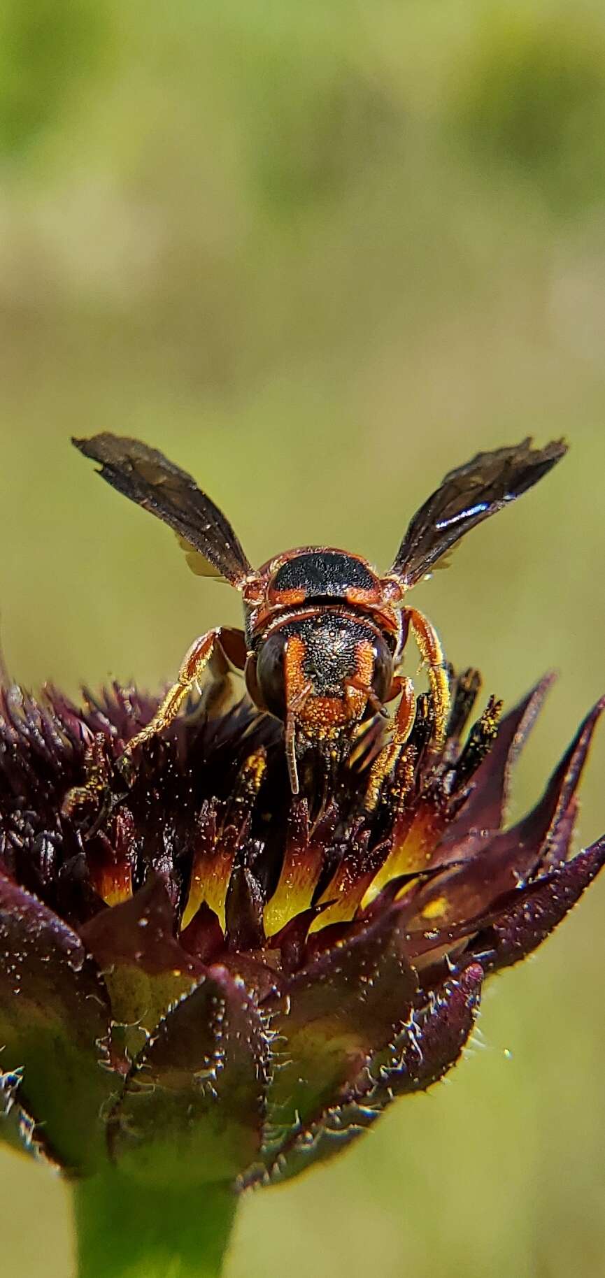 Image of Dianthidium floridiense Schwarz 1926