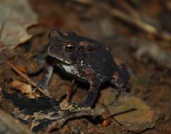 Image of American Toad