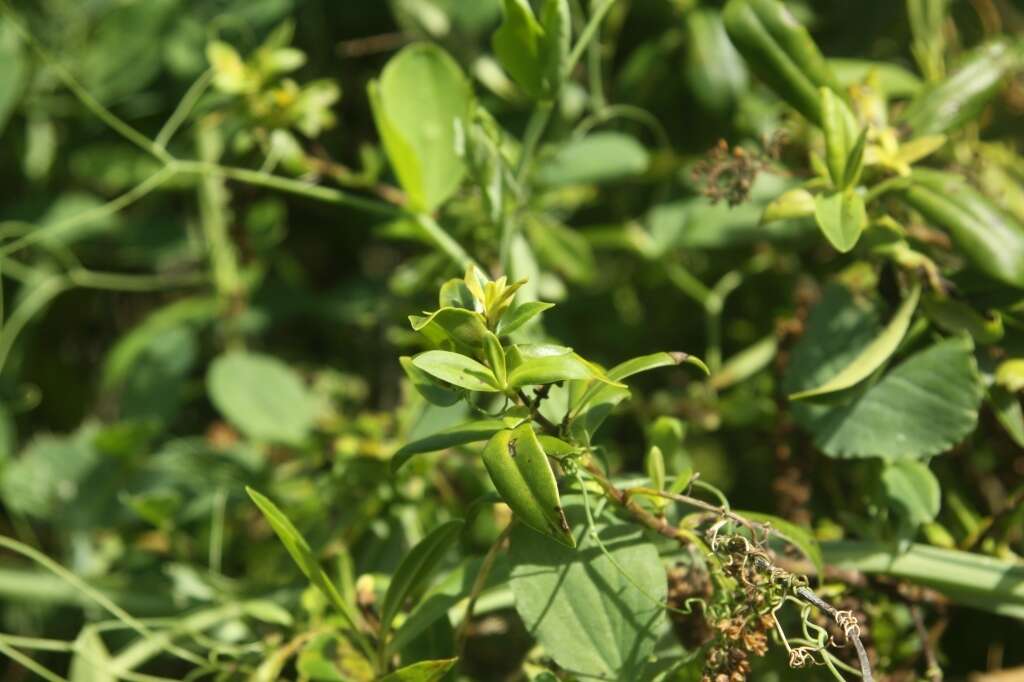 Image of Veronica stricta Banks & Soland. ex Benth.