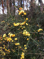 Image de <i>Daviesia <i>ulicifolia</i></i> subsp. ulicifolia