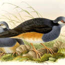 Image of Thick-billed Ground Pigeon