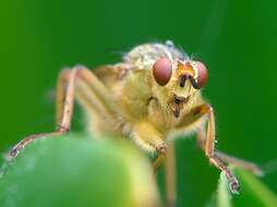 Image of Scathophaga stercoraria (Linnaeus 1758)