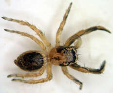 Image of Habronattus hirsutus (Peckham & Peckham 1888)