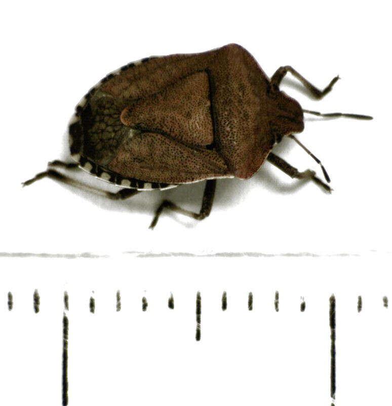 Image of Dictyotus caenosus (Westwood 1837)