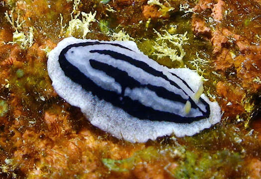 Слика од Phyllidiopsis xishaensis (Lin 1983)