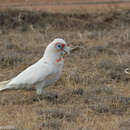 Cacatua tenuirostris (Kuhl 1820) resmi