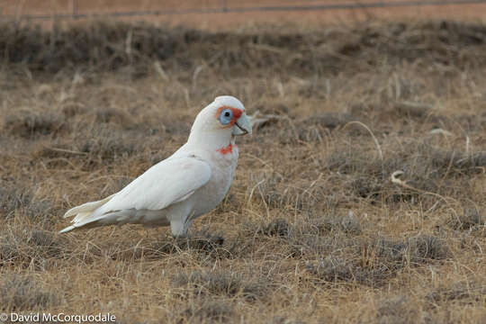 Image of Long-billed Corella