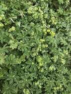 Image of Silver Lady's Mantle