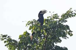 Image of White-thighed hornbill