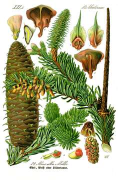 Image of Silver Fir