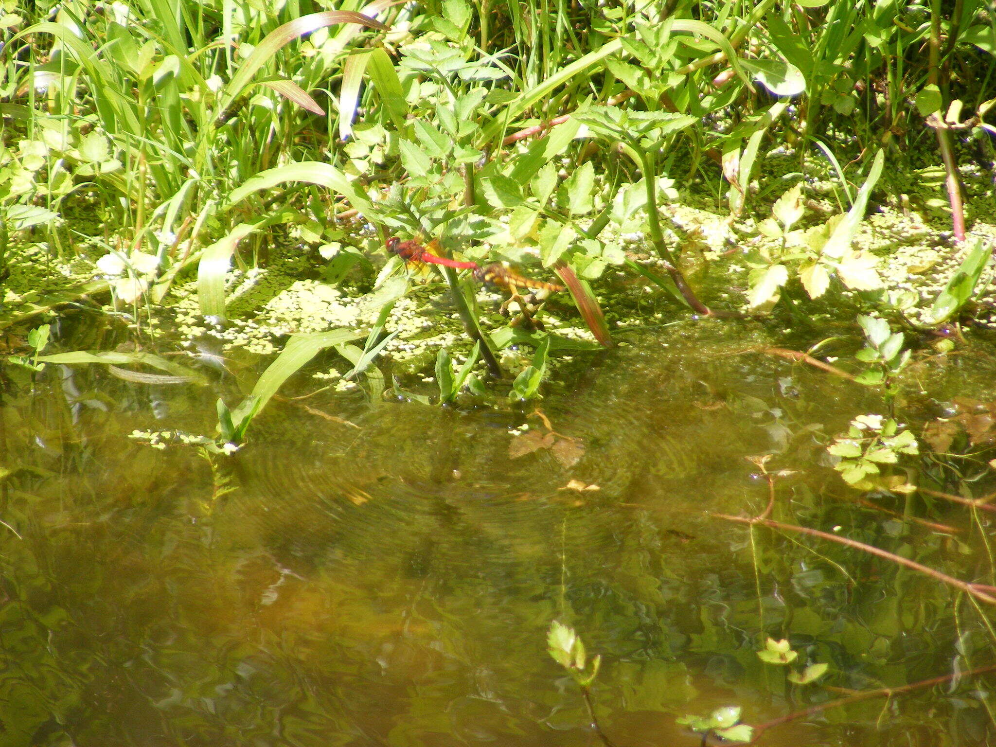 Image of <i>Sympetrum speciosum taiwanum</i> Asahina 1951