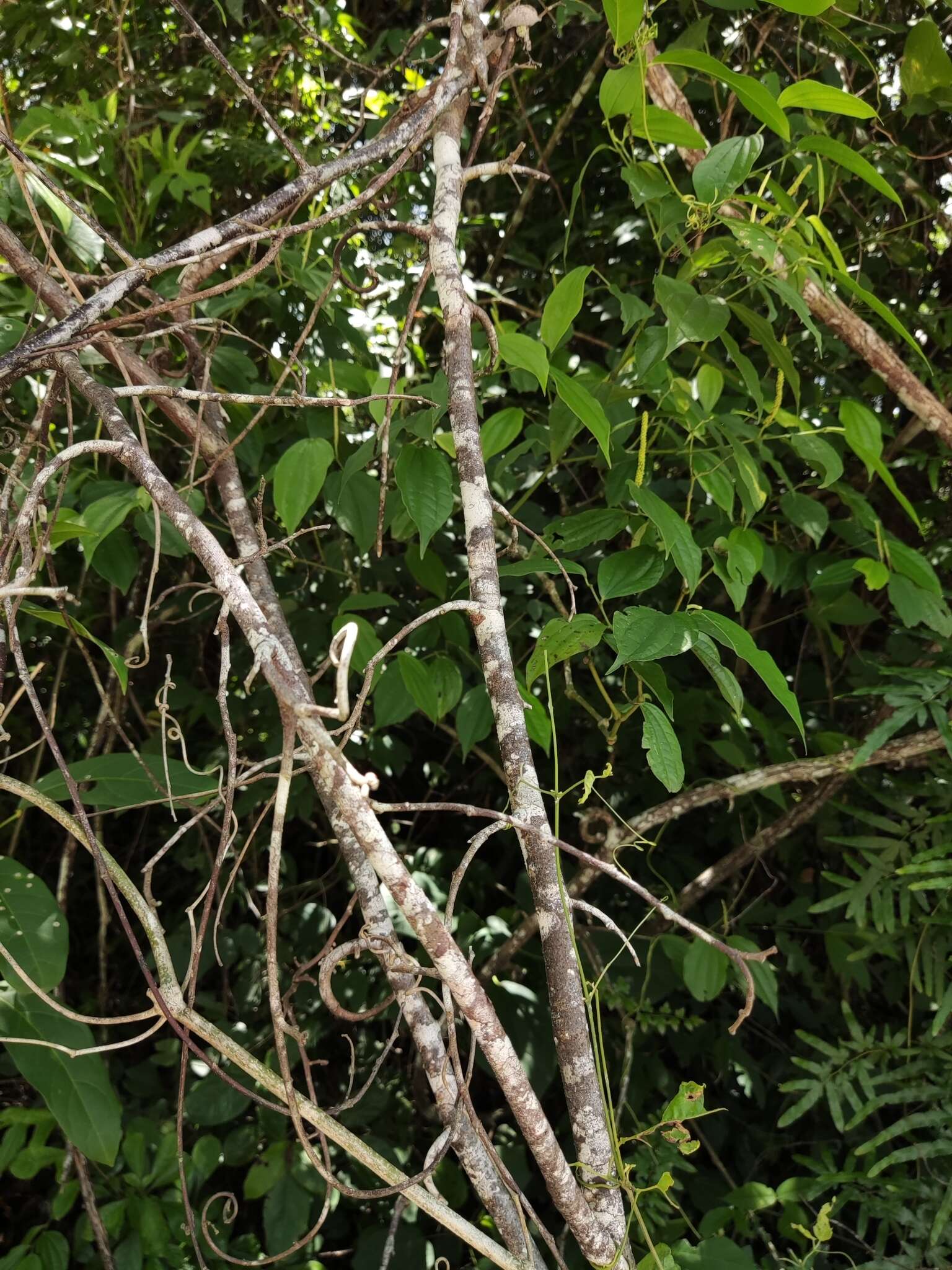 Image of Dalbergia glabra (Mill.) Standl.