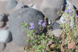 Phacelia scariosa Brandegee的圖片