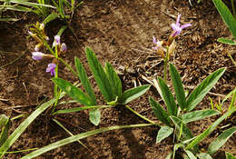 Image de Ophrestia oblongifolia (E. Mey.) H. M. L. Forbes